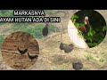 Markasnya ayam hutan ada di sini||Spot rahasia