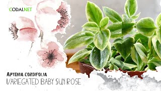 [Codai.net] Cây Aptenia cordifolia Variegated Baby Sun Rose (Cây Babysun Rose)