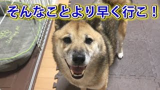 お出かけ前に興奮しすぎてガン無視する柴犬---Riki \u0026 Riko get excited before going out---