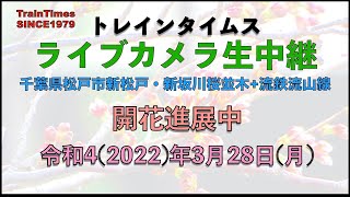 【ライブカメラ】生中継／千葉県松戸市新坂川桜並木／2022年3月28日【桜並木・流鉄流山線リアルタイム配信】【桜開花中】