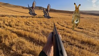 BILDIRCIN BANA ÇARPACAKTI | TAVŞAN KALDIRDIK | QUAIL HUNTING | WE SAW A HARE | لقد رأينا أرنبًا