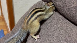 ナイナイが下手なシマリス　Chipmunk Chiro and Ron that is not good at hiding