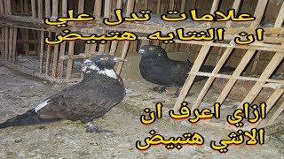 علامات بتدل بان الحمامه هتوضع البيض