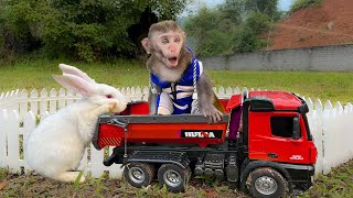 Bim Bim Monkey Rabbit goes supper truck to pick fruit