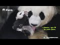 【if pandas can talk】episode 5 panda moms and their babies ipanda