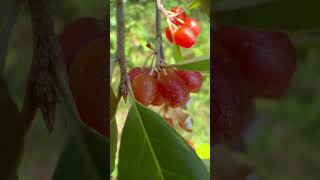 Edible wild fruits in Ontario Province - Autumn Olive Berries #wildfruit #nature #wildberries