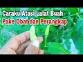 Cara Saya Mengatasi Lalat Buah | Pakai Obat dan Perangkap