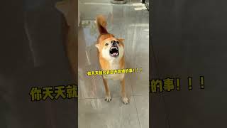 狗子：这饺子吃的真是一波三折！ #狗子到底能有多少心眼子 #柴犬 #狗狗的心思都写在脸上了 #萌宠出道计划 #我不是人但你是真狗 #cutedog #shortvideo #柴犬的迷惑行为大赏