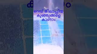 റെഡ് തിലാപ്പിയ കുഞ്ഞുങ്ങളെ കാണാം