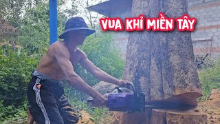 Vua Khỉ cưa hạ gốc cây Bình Linh và hai gốc cây Sao lớn (2/2).