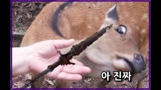 확정콤보 함 무봐라 [엘든링pvp]