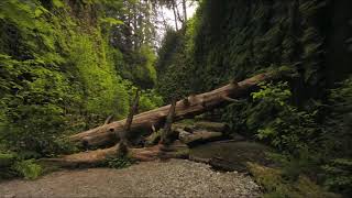 Beautiful forest 30 minutes Relax music for meditation and sleep