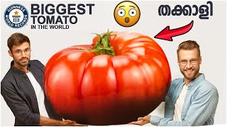 ലോകത്തിലെ ഏറ്റവും വലിയ തക്കാളി ; Worlds Biggest Tomato; Guinness world record In Malayalam