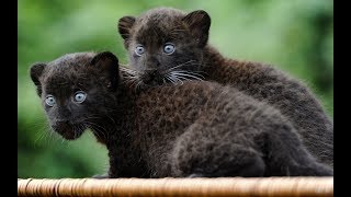 BLACK PANTHERS - Very RARE Video -  Love Nature || HD.
