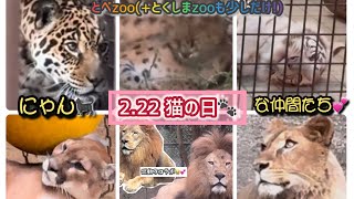 2/22🐾にゃん・にゃん・にゃんワールドinとべzoo【１月撮影した子対象】