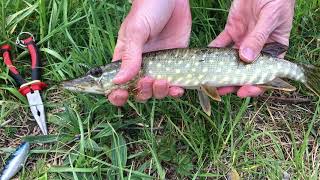 2.  Maj, Nyborg Vold 🎣 en lille Gedde 🐊