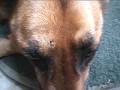 German Shepherd with Wood Tick in eyebrow German Shepherd with Wood Tick in eyebrow