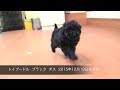 トイプードル ブラック オス 2015年12月19日生まれ