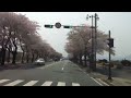 新羅千年の古都慶州の桜並木 busannavi.jp