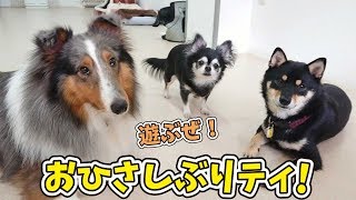 ひさしぶりのシェルティ”ローズくん”と柴犬”エマちゃん”、真ん中”ふぅ～さん” 🐶ひみつきちなう！①🐶 2019年8月26日