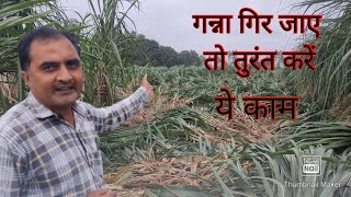 गन्ना गिरने पर क्या करें | गन्ने की बंधाई कैसे करें | गन्ने की खेती कैसे करें |  technical farming |