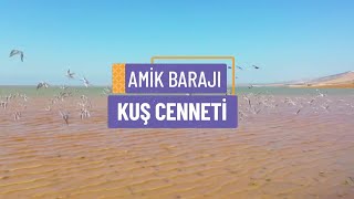 AMİK BARAJI - KUŞ CENNETİ