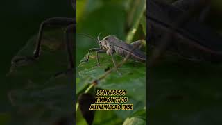 Sony a6600 Tamron 17- 70 Meike Macro Tube Combo Video Test