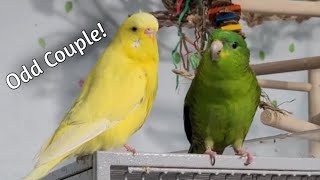 Pickles a 13 year old Lineolated Parakeet - She talks! So adorable!