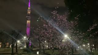 東京スカイツリー　ライトアップ　雅　　河津桜　桜　さくら　　2022年　3月8日（火）