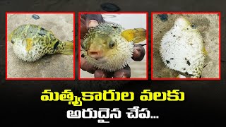 మత్స్యకారుల వలకు అరుదైన చేప... || Rare Fish for Fishermen || Konaseema District