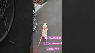 お家へ帰ろう🐕 #pug #パグ #癒し #かわいい犬 #いぬのいる暮らし #犬 #dog #hund #chien #कुत्ता