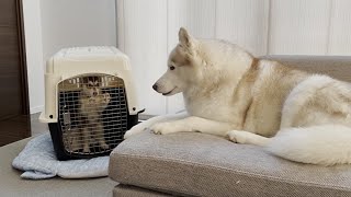 生後２ヶ月の子犬がやってきた！【シベリアンハスキー】