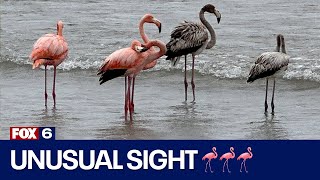 Port Washington flamingos, Lake Michigan hosts unusual sight | FOX6 News Milwaukee