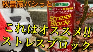 これはオススメ!!【ストレスブロック】秋薔薇バシっと咲かせるためストレス軽減😊🐻