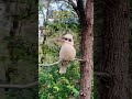 singing laughing kookaburra the best bird song relax birds nature sleep asmr