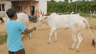 ರಾಮಕೃಷ್ಣ ಯ್ಯ ಅವರ ಹಾಲು ಹಲ್ಲಿನ ಎತ್ತುಗಳು