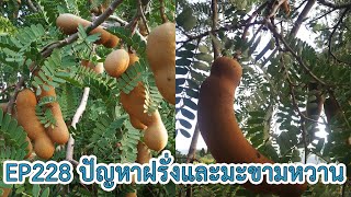 EP228 คลินิกเกษตร ปัญหาฝรั่งและมะขามหวาน