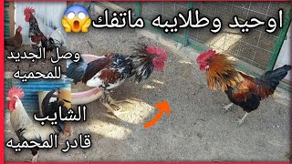 طلعت الشايب🐓جبتلكم ديج ودجاجه🐔شوفو العركه اوحيد🐓 وديج الجديد😱