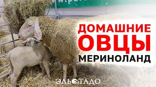 Овцы Мериноландшаф! Племенные ярки Мериноланд! Мясная, шерстяная порода овец! Овцеводство