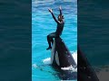 シッティングバルーン回転が優雅すぎる shorts 鴨川シーワールド シャチ kamogawaseaworld orca killerwhale