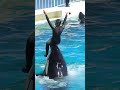 シッティングバルーン回転が優雅すぎる shorts 鴨川シーワールド シャチ kamogawaseaworld orca killerwhale