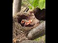 鸟妈妈平均分配食物 bird cuckoo 小鸟 鸟 动物 鸟鸣