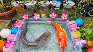 Unboxing Ikan Cupang Hias, Ikan Koki, ikan Lele, Ikan Patin, Udang, Ikan Hias, Koi, Ikan Aquarium