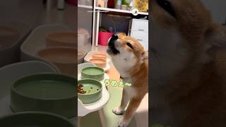 ごはんを食べた子柴が…♪｜PECO #柴犬 #子柴 #柴犬のいる暮らし #shibainu #shiba #shiba_inu #子犬のいる暮らし #puppy #puppylove