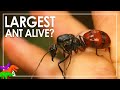 Largest Ant In The World? – Giant Forest Ant | Animals EXPLAINED