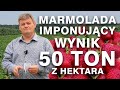 Tegoroczna rekordzistka - Marmolada. Wynik: 50 ton z hektara. Zbigniew Marek