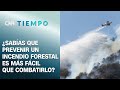 Solo el 0,3% de los incendios forestales se atribuyen a causas naturales | CNN Tiempo