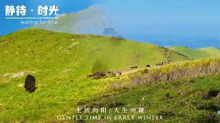 甘肃陇南武都，千坝草原的美景，高山草甸，第一次见牦牛