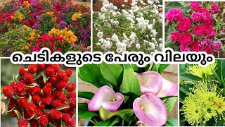 Amazing flowering plant nursery || Plant price with names || Beema Gardens kochi || Cheapest price🔥