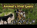 Animal Viral Goats |  Gaon Ki Khatarnak Bakriyan | Village Vlog Goats #VillageLife #animals